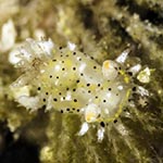 Polycera sp. F