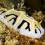 Reticulidia fungia