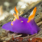 Sagaminopteron ornatum