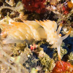 Sakuraeolis nungunoides