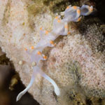 Samla bicolor