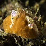 Sclerodoris coriacea