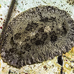 Sebadoris fragilis