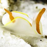 Siphopteron makisig