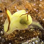 Siphopteron sp. 5
