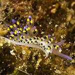 Stiliger sp. 1