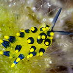 Stiliger sp. 10