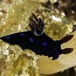 Tambja sp. B