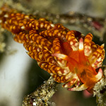 Tenellia sp. 27