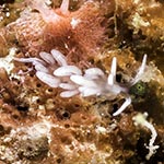 Tenellia sp. 64