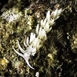 Tenellia sp. 68