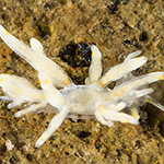 Tenellia sp. 72