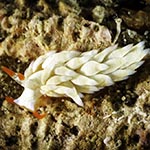 Tenellia sp. AM