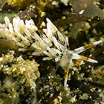 Tenellia sp. F