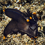 Thecacera sp. 11