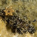 Thordisa sp. 11
