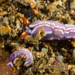 Thuridilla albopustulosa