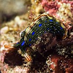 Thuridilla sp. 8 (Bergh 1905)