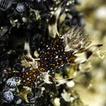 Trapania euryeia