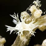 Tritonia sp. 10