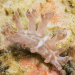 Tritonia sp. 4