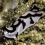 Tubulophilinopsis pilsbryi