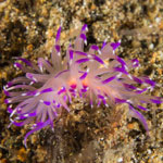 Undentia sandramillenae
