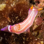 Verconia alboannulata Rudman, 1986